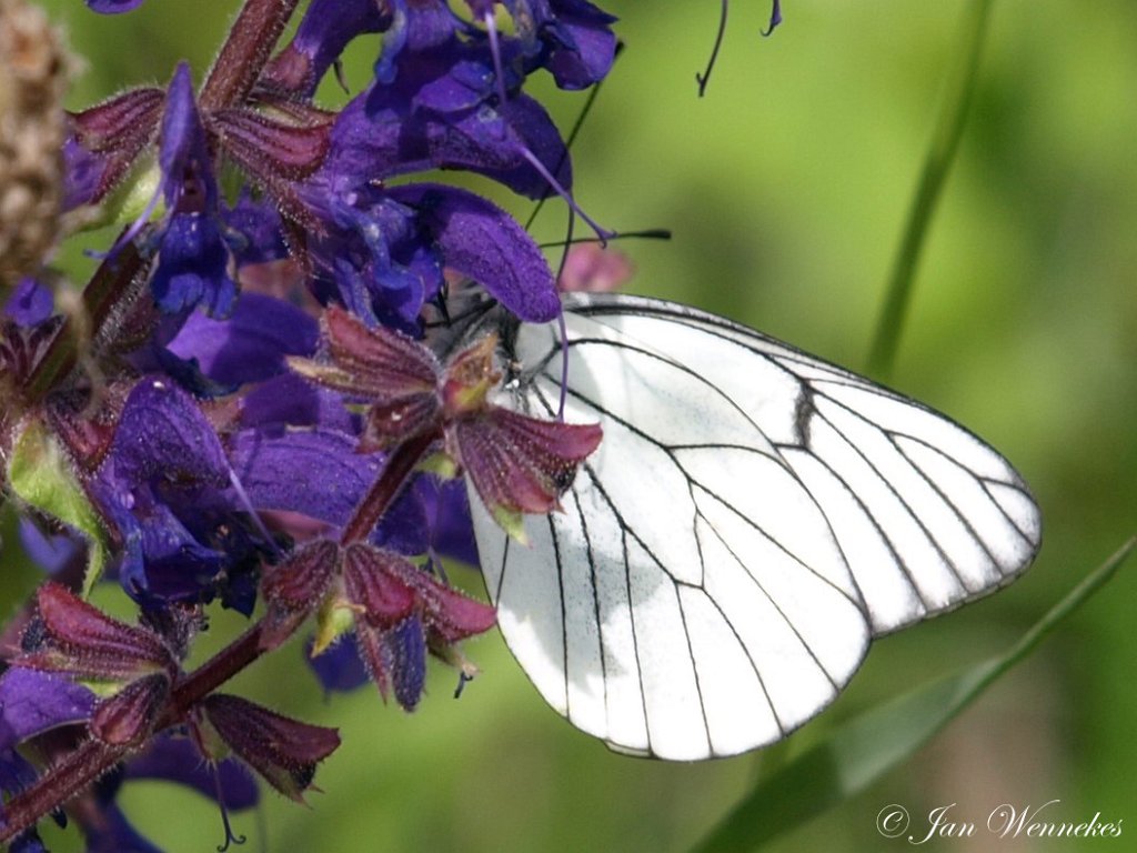 Groot geaderd witje,  Aporia crataegi.JPG